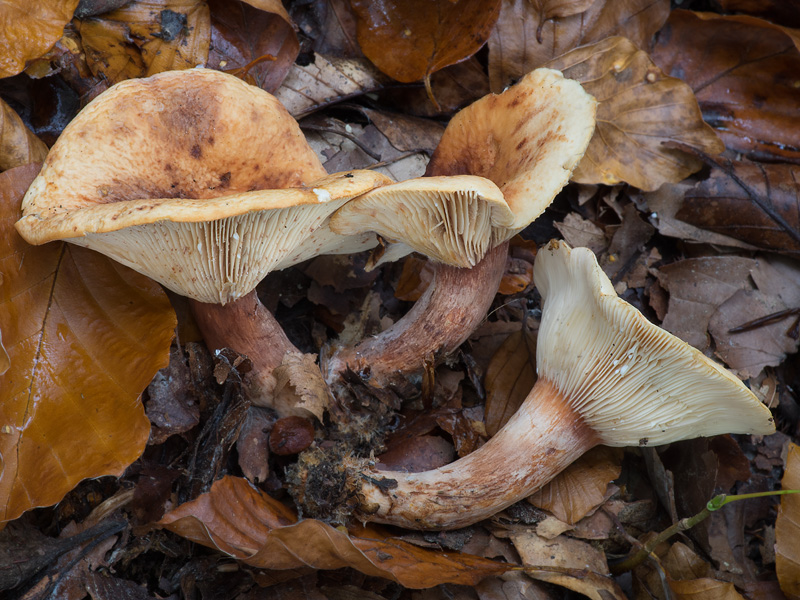 Lactarius rubrocinctus